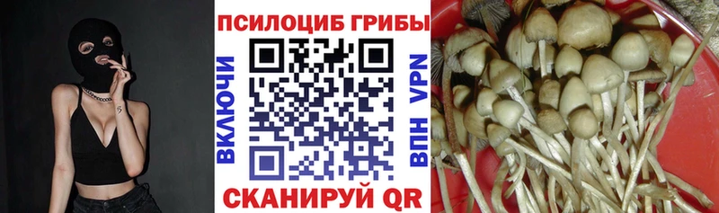 Галлюциногенные грибы Cubensis Щучье